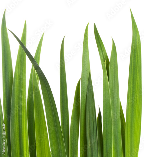 Green grass