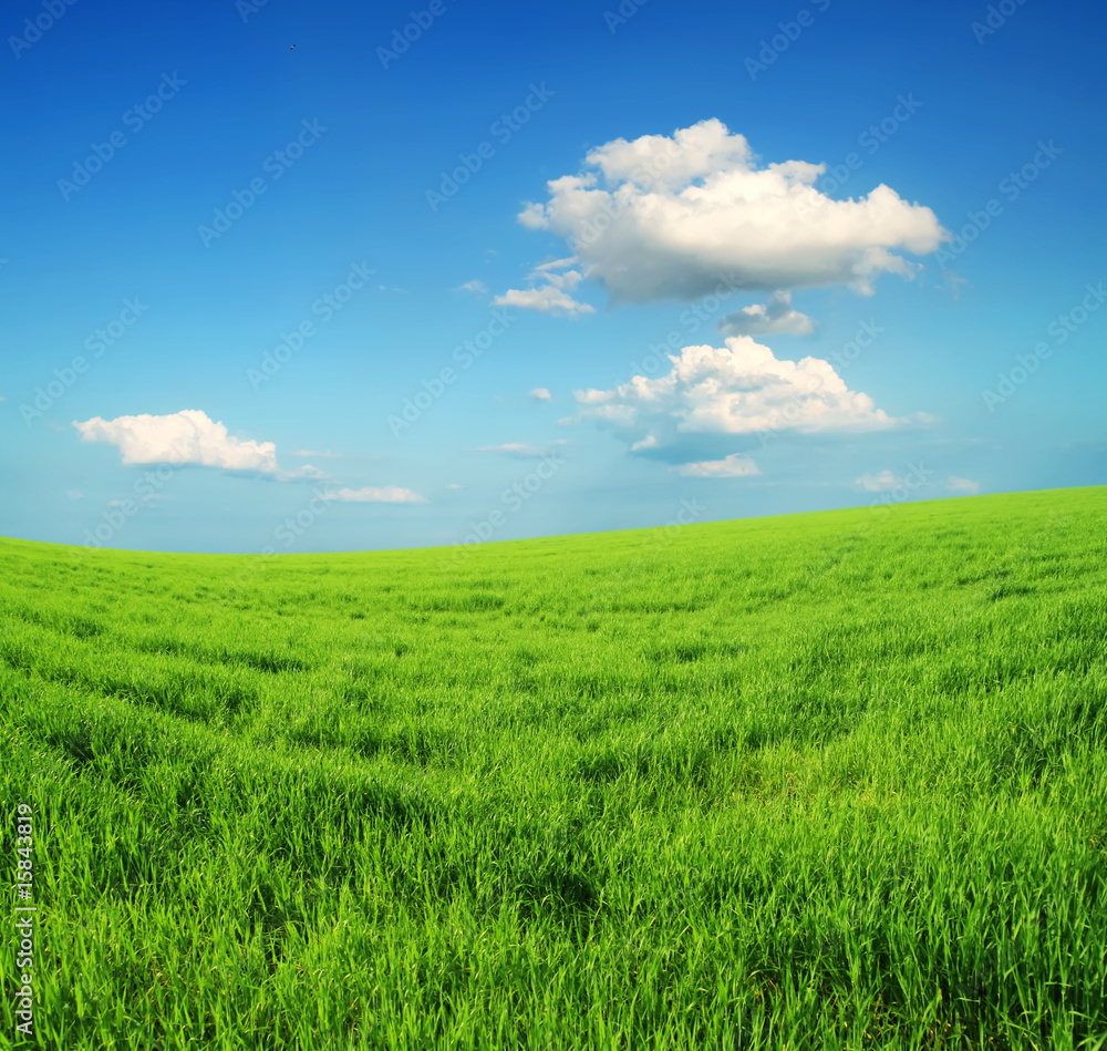 green grass and blue sky