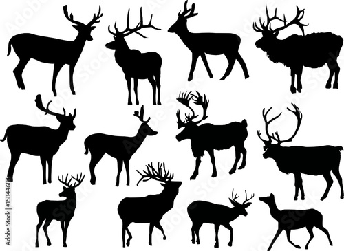 twelve isolated deers