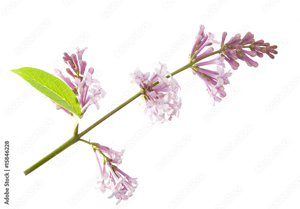isolated on white lilac branch