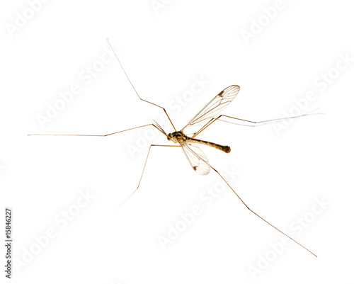 mosquito with long legs