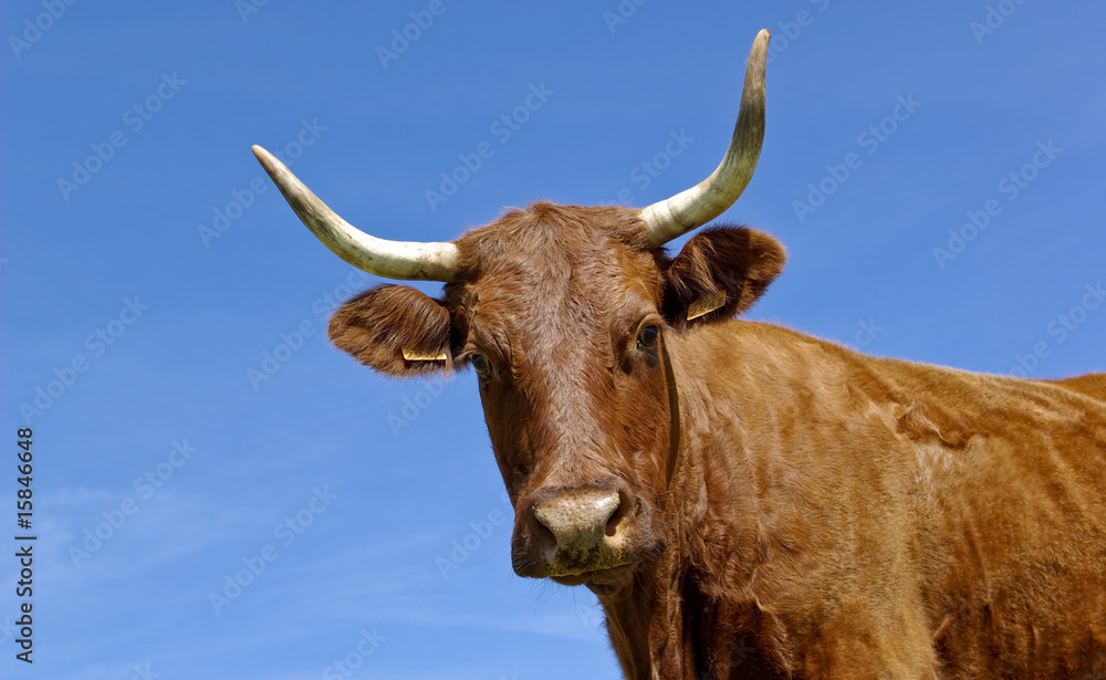 Vache salers Vache salers
