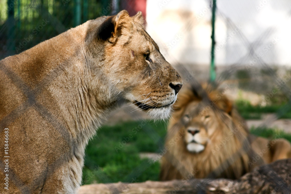 Fototapeta premium lioness and lion