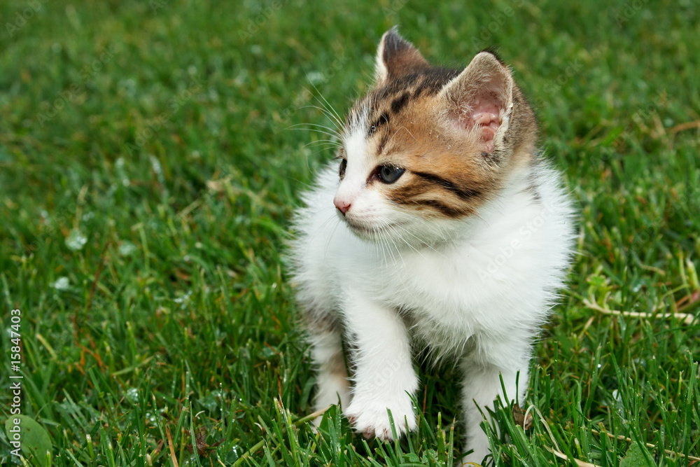 kitten kitten