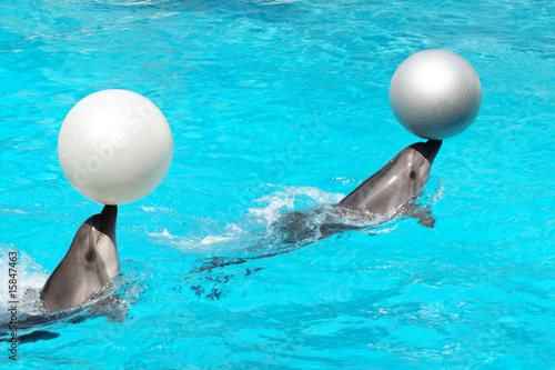 Dolphins With Balls