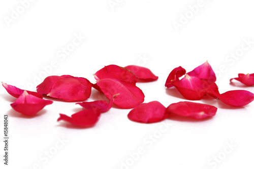 Fototapeta Naklejka Na Ścianę i Meble -  blume, rosenblüten