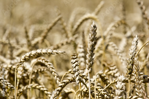 Wheat in the sun