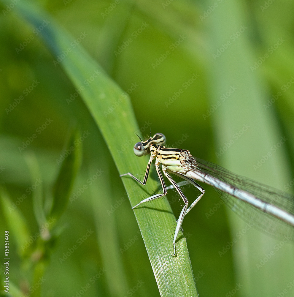 libelle libelle