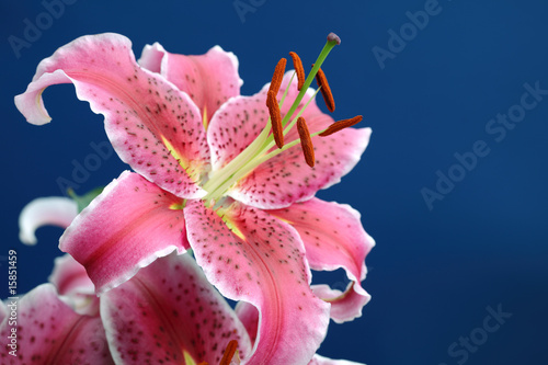 Fototapeta Naklejka Na Ścianę i Meble -  Pink stargazer lily