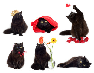 black cats isolated collage of six photos