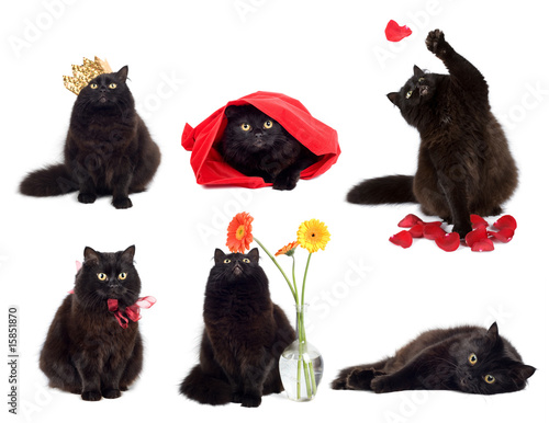 Fototapeta Naklejka Na Ścianę i Meble -  black cats isolated collage of six photos