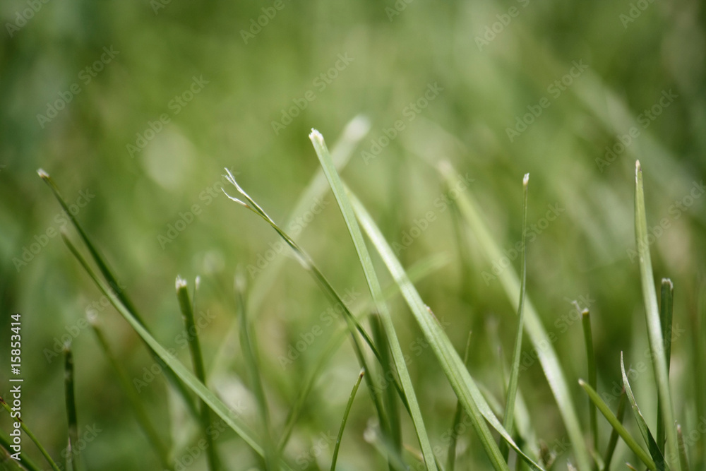 Grass Grass