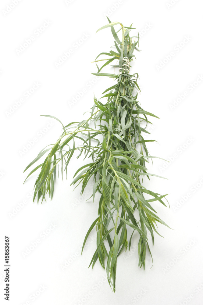 Fototapeta premium tarragon as spice to use in every kitchen