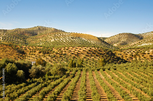 campo de olivos