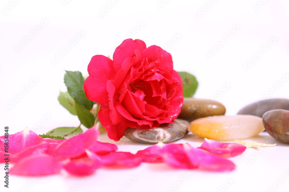 wellness,rose