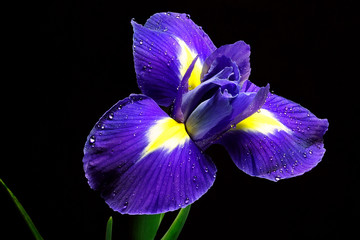 Papier peint photo Iris Iris solitaire en gros plan  © Valentina Rychkova