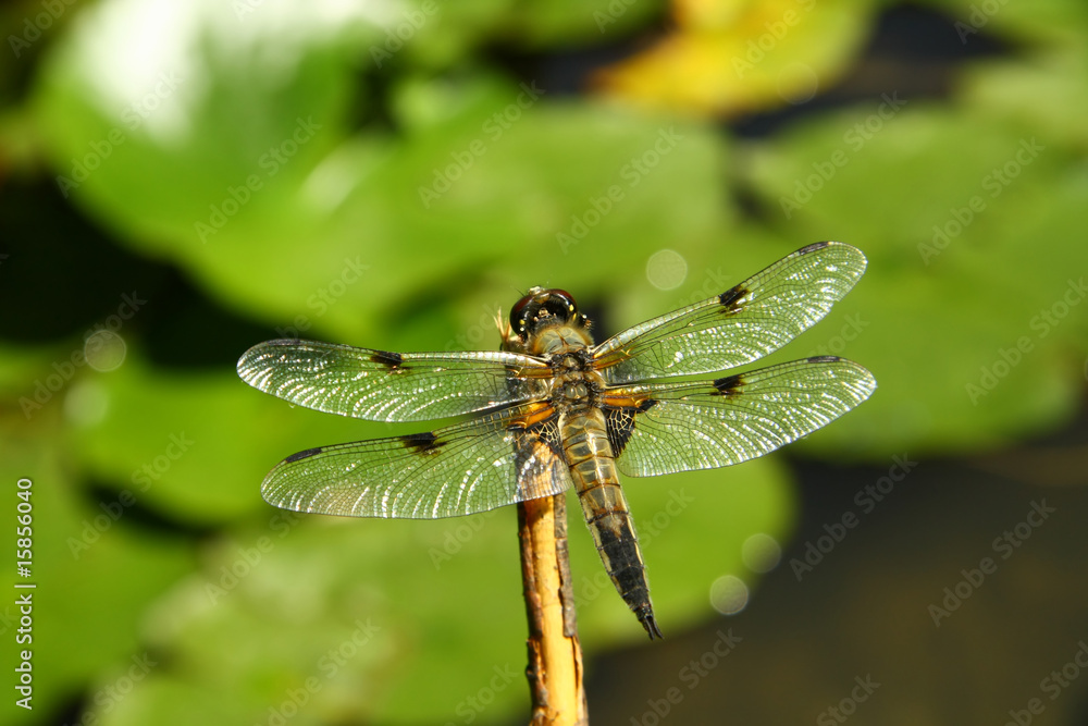 Detail of dragon-fly Detail of dragon-fly