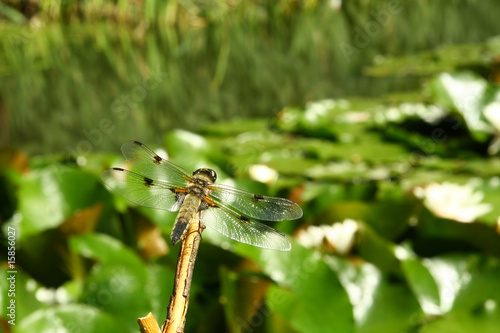 Dragonfly on the sprig