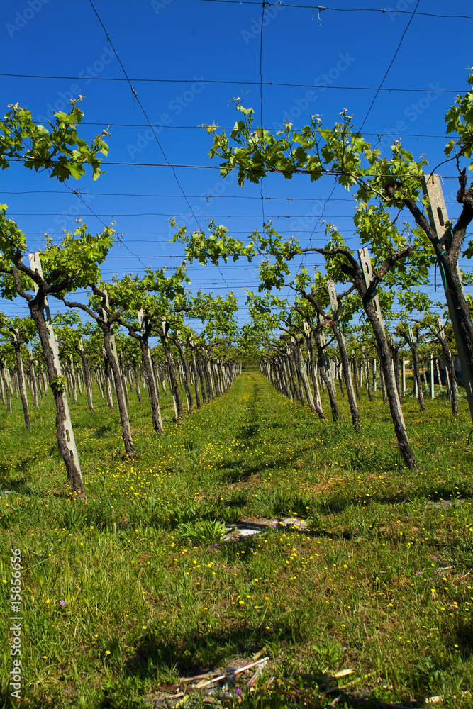 Obraz premium campagna