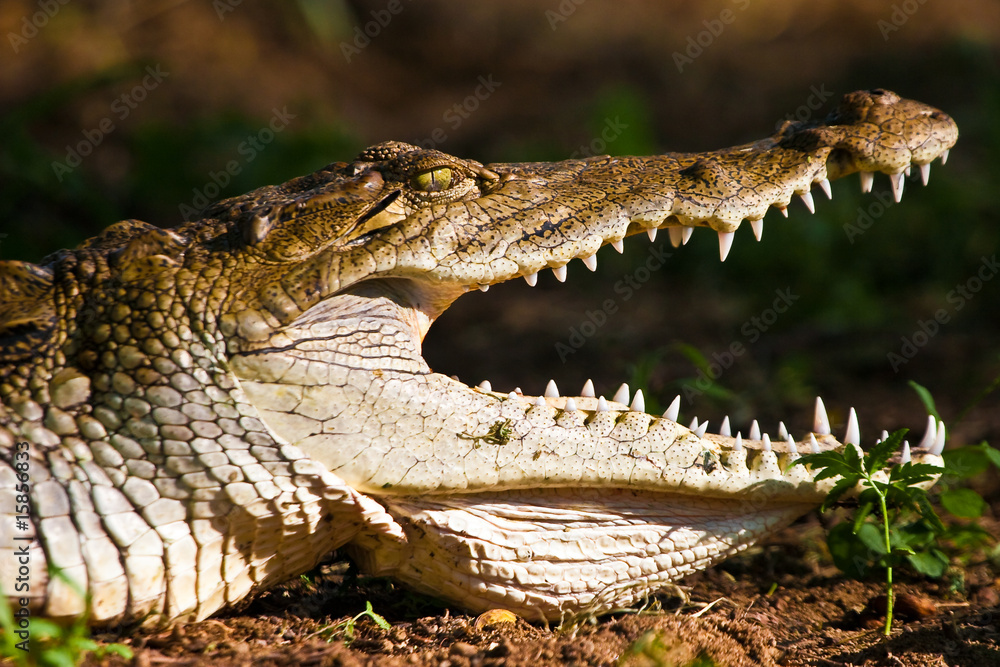 Fototapeta premium Crocodile closeup of the head