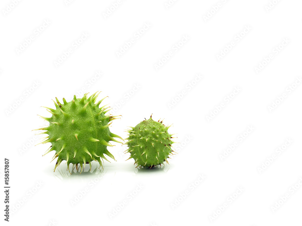 Two Green Chestnuts Two Green Chestnuts
