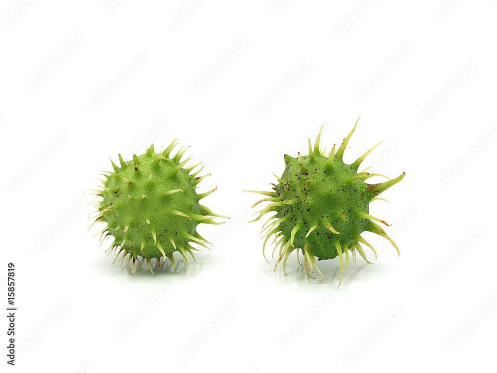 Two Green Chestnuts Two Green Chestnuts