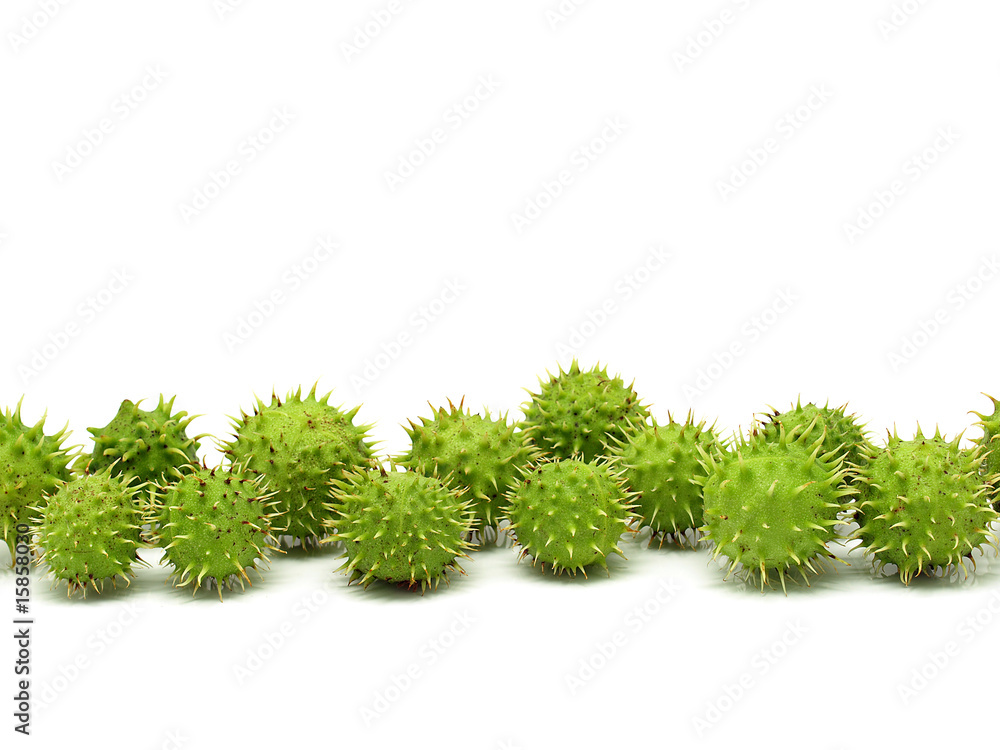 Green Chestnuts Green Chestnuts