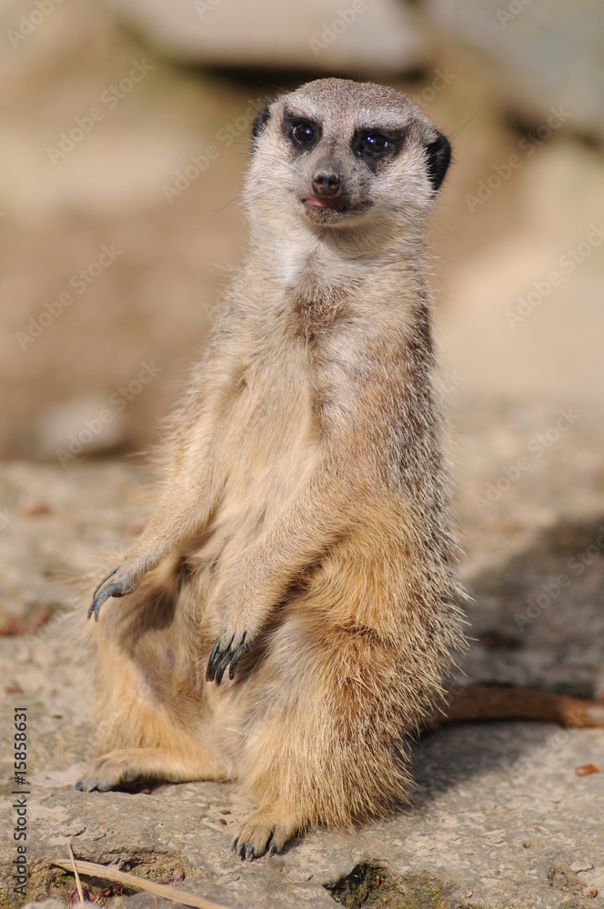 Fototapeta premium Erdmännchen1