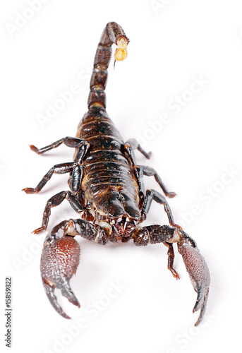 Scorpion isolated on white background.