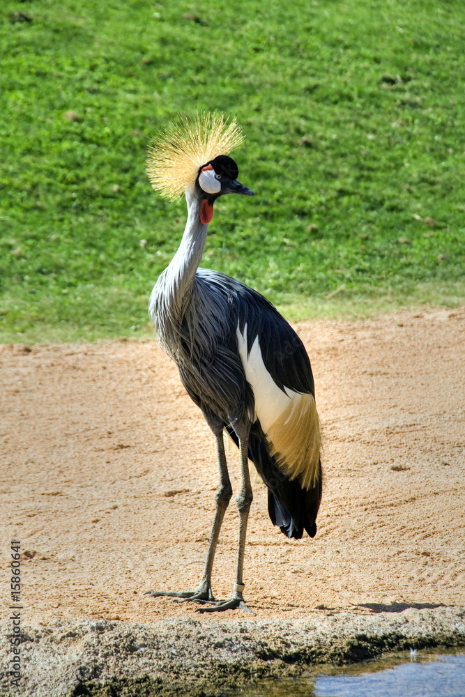 Fototapeta premium Grulla coronada