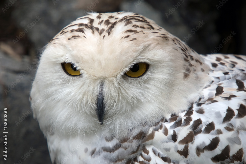 Obraz premium Snowy Owl