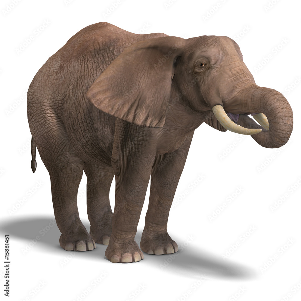 Obraz premium huge elephant