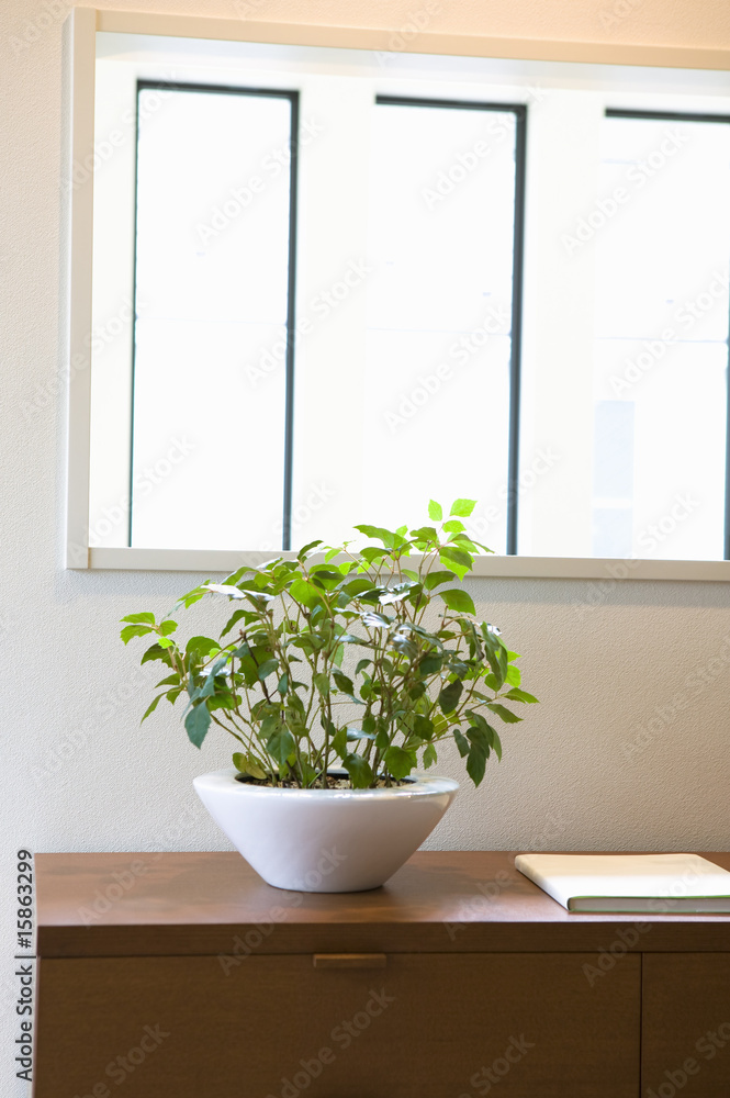 Fototapeta premium 観葉植物