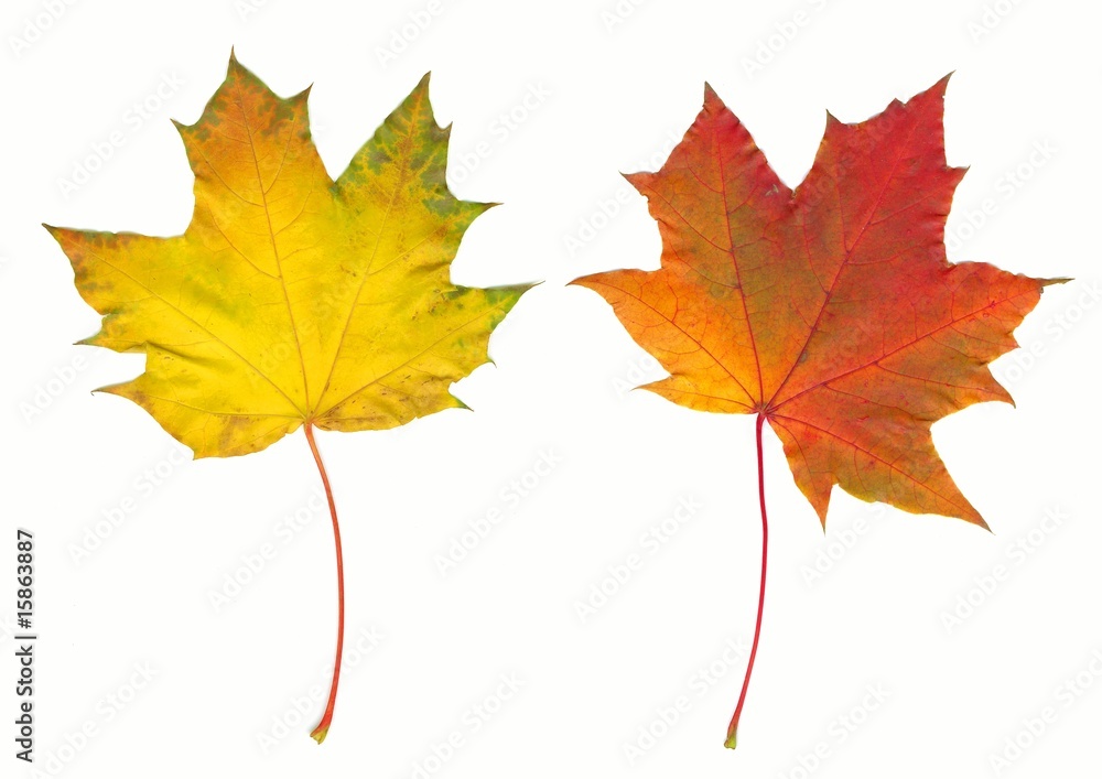 Autumn maple leaf Autumn maple leaf