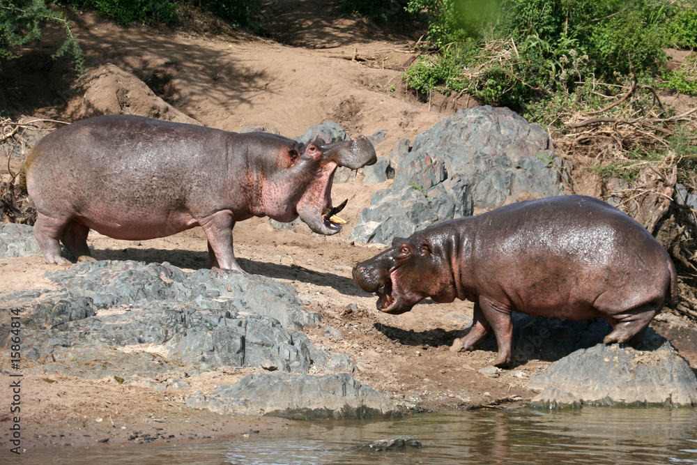 Hippos Fighting in Africa Hippos Fighting in Africa