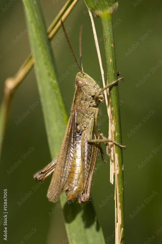 grasshopper grasshopper