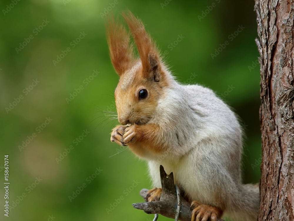 Fototapeta premium Eurasian squirrel - Sciurus vulgaris