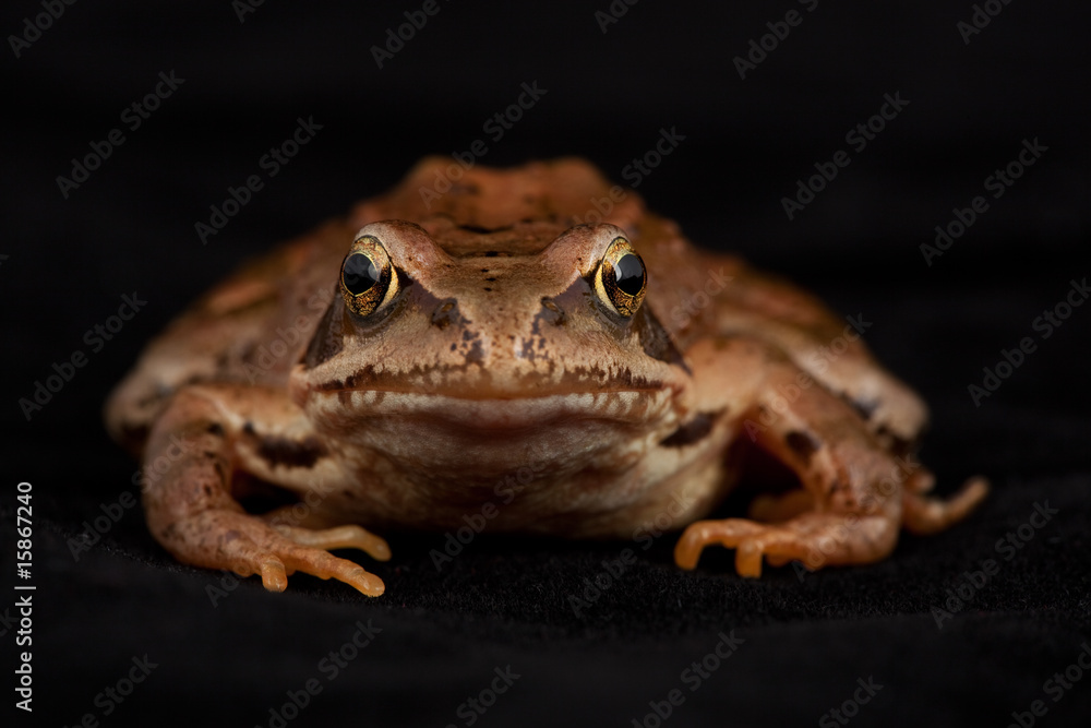 Grasfrosch Frosch Kröte Grasfrosch Frosch Kröte