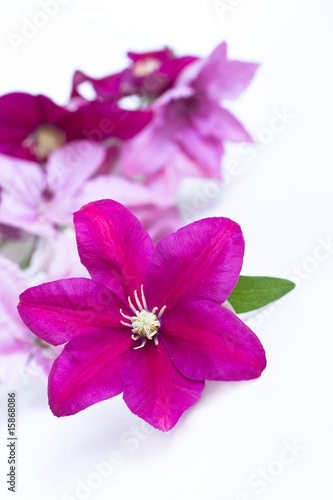 garland of delicate lilac flowers clematis and pink lilies