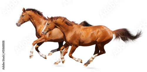 Two sorrel horses gallops