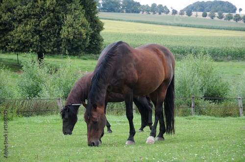 Pferde in den Baumbergen photo