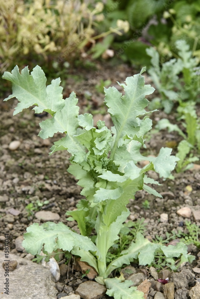 young poppy plant young poppy plant