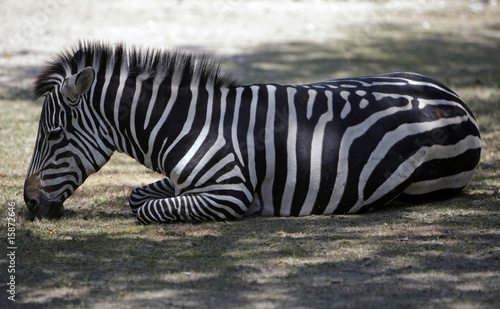 Zebra di grant inginocchiata photo
