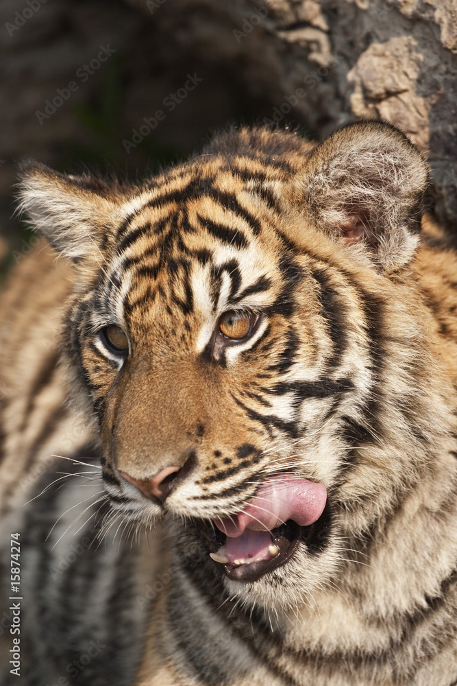 Fototapeta premium Tygrys