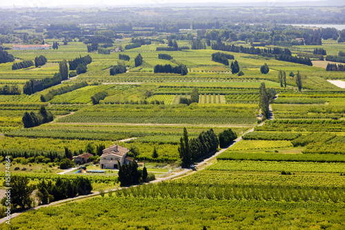 vineyards near Boulbon  Provence  France