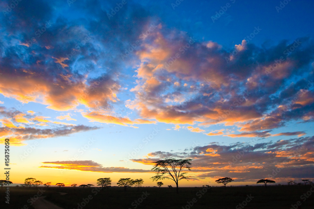 Sunset in the serengeti - obrazy, fototapety, plakaty 