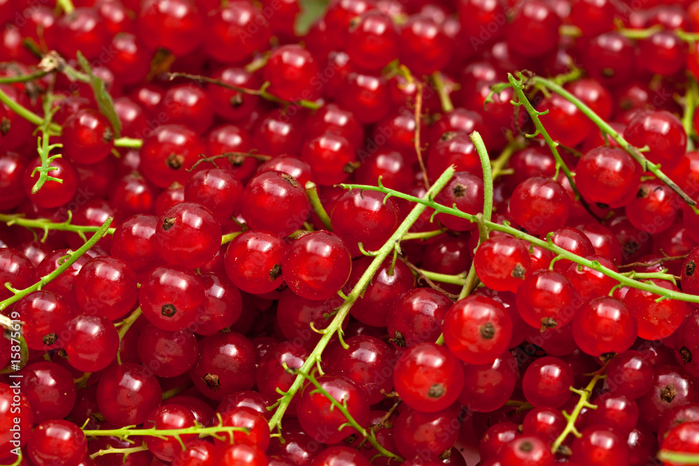 many red currants on ripes close many red currants on ripes close