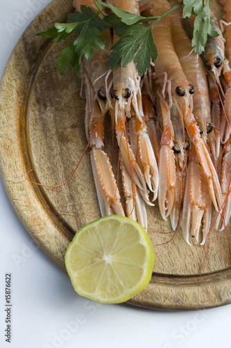 Scampi photo