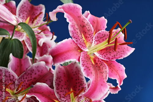 Fototapeta Naklejka Na Ścianę i Meble -  Pink stargazer lily