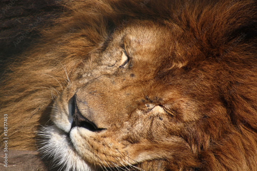 Naklejka premium schlafender Löwe